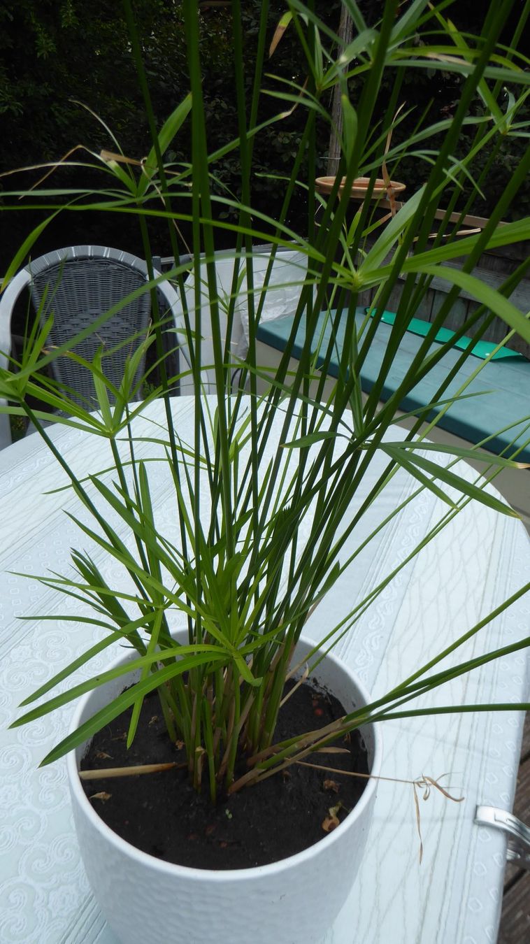 Piante & sementi: Pflanze  Zypern Papirus mit schönem Blumentopf – Usato da Sargans venduto da Benziner 2