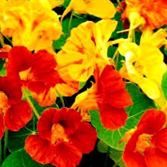 10 Samen Kapuzinerkresse MIX “TROPOAEOLUM MAJUS” 10 Graines Kaufen