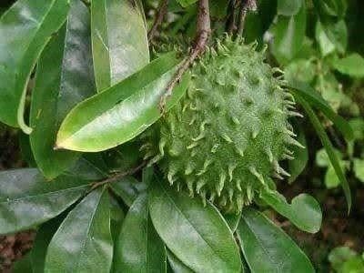 Piante & sementi: Annona muricata - GRAVIOLA  10g – Nuovo (secondo la descrizione) da Bremblens venduto da FIBONACCI369 2