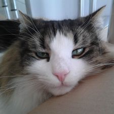 Profile image of cats64