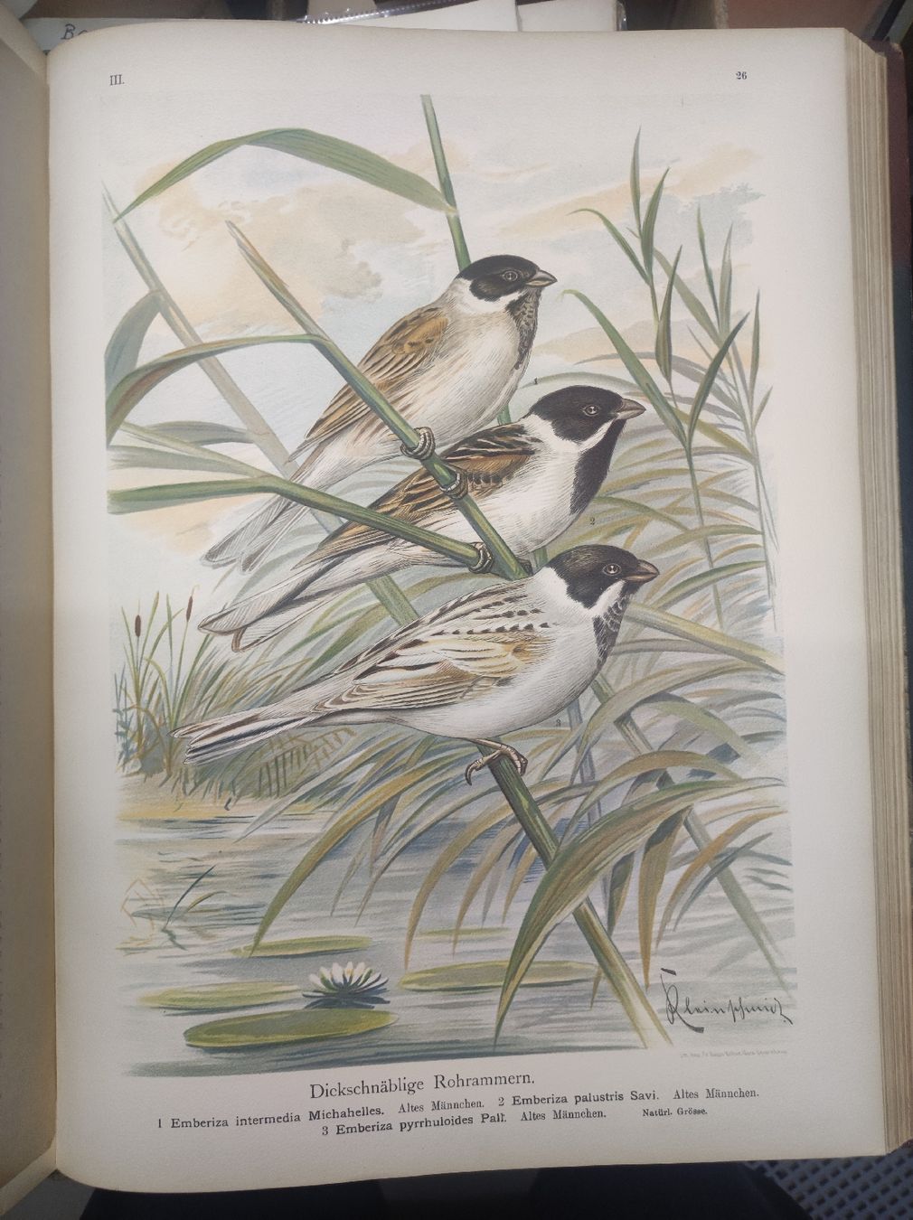 Bücher: ZOOLOGIE - ORNITHOLOGIE - NAUMANN – Gebraucht aus Goldach von Gaip 2