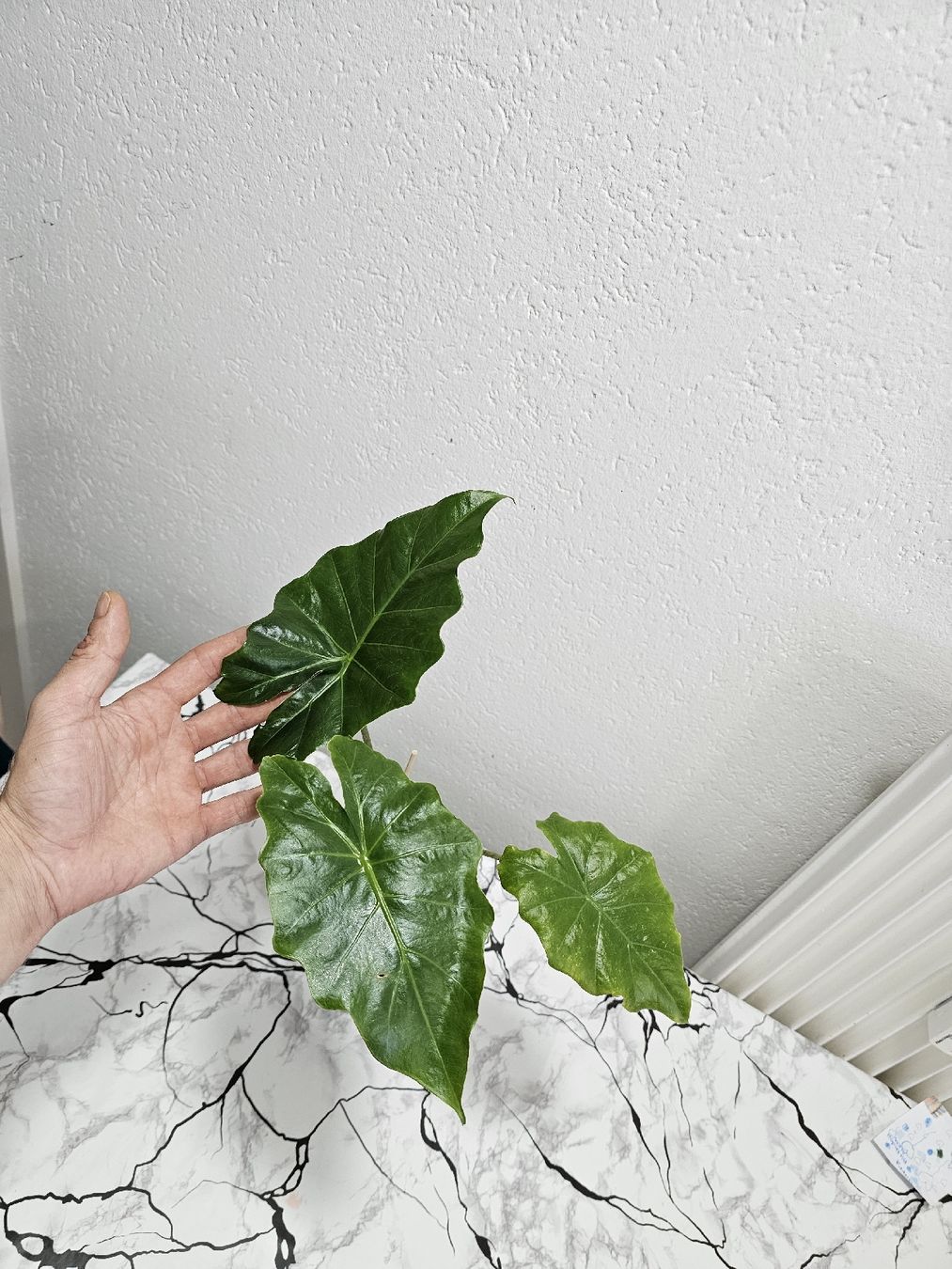 Piante & sementi: Alocasia Portodora  – Nuovo (secondo la descrizione) da Utzenstorf venduto da Dac_mk 4