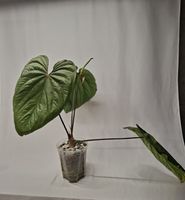 Anthurium Mike’s Goliath ‘Circus Peanuts’