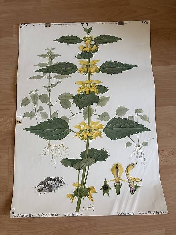 Poster & Bilder: Poster Schulposter Plakat Pflanzen  – Gebraucht aus St. Gallen von chr_6q2r