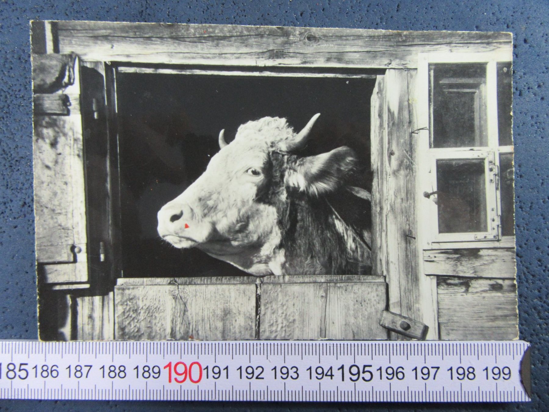 Cartoline postali: KUH IM STALLFENSTER LU AK – Usato da Ettingen venduto da Hausi4711