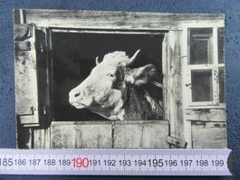 KUH IM STALLFENSTER LU AK