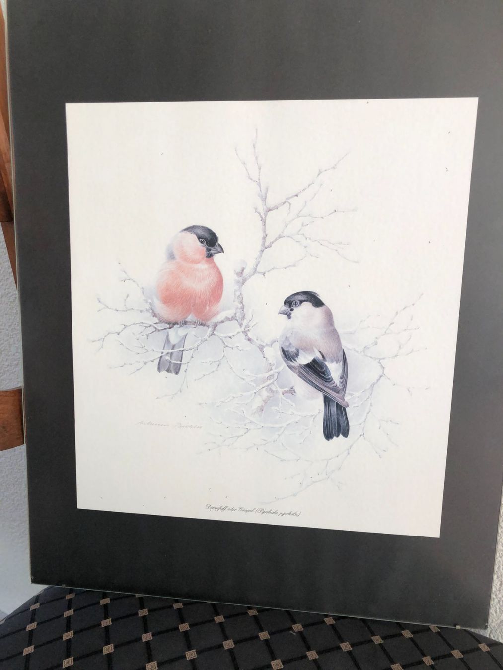 Welt der Tiere: Vogelbild Dompfaff/Gimpel hinter Glas – Gebraucht aus Freienstein von ErnaS01