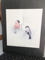 Vogelbild Dompfaff/Gimpel hinter Glas