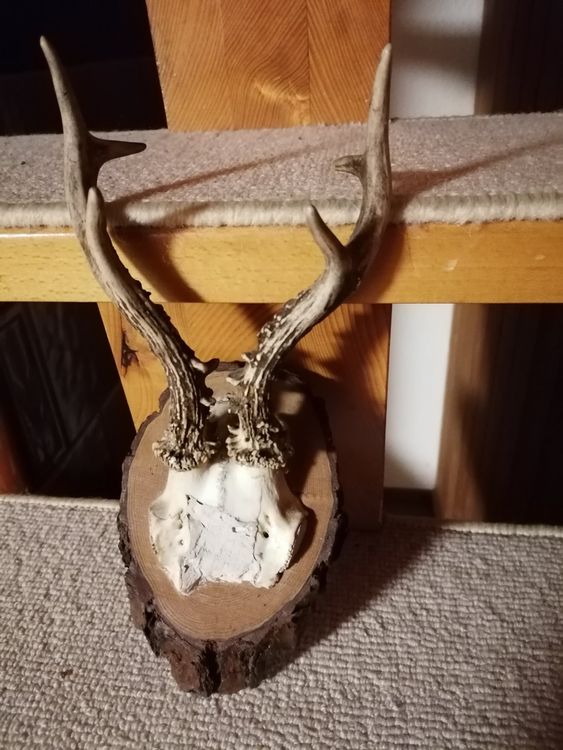 Hirschgeweih Deko Widder Wandskulptur Wanddeko Widderkopf Schädel