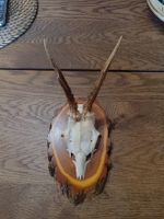 Reh Trophäen