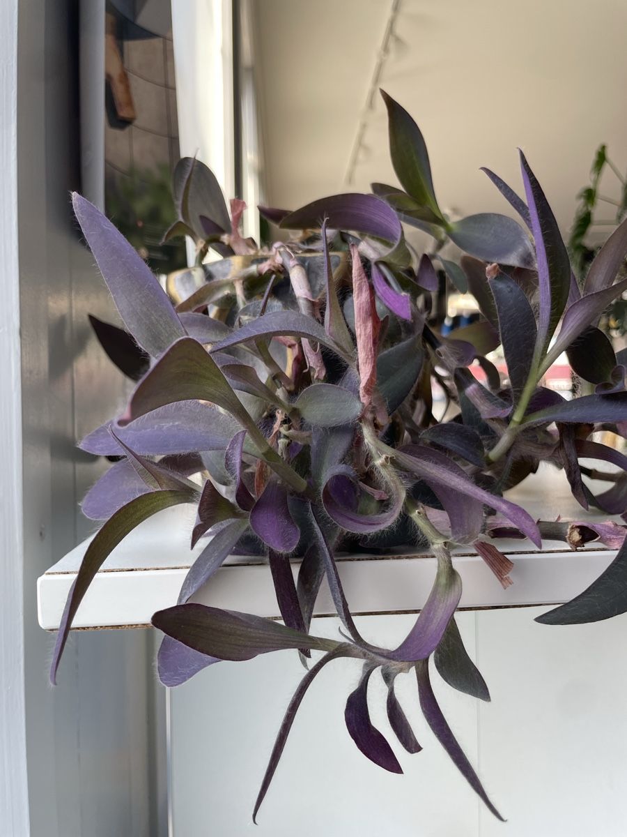 Piante & sementi: Zimmer Pflanze hängend mit Topf – Usato da Nidau venduto da Beritundpan 1