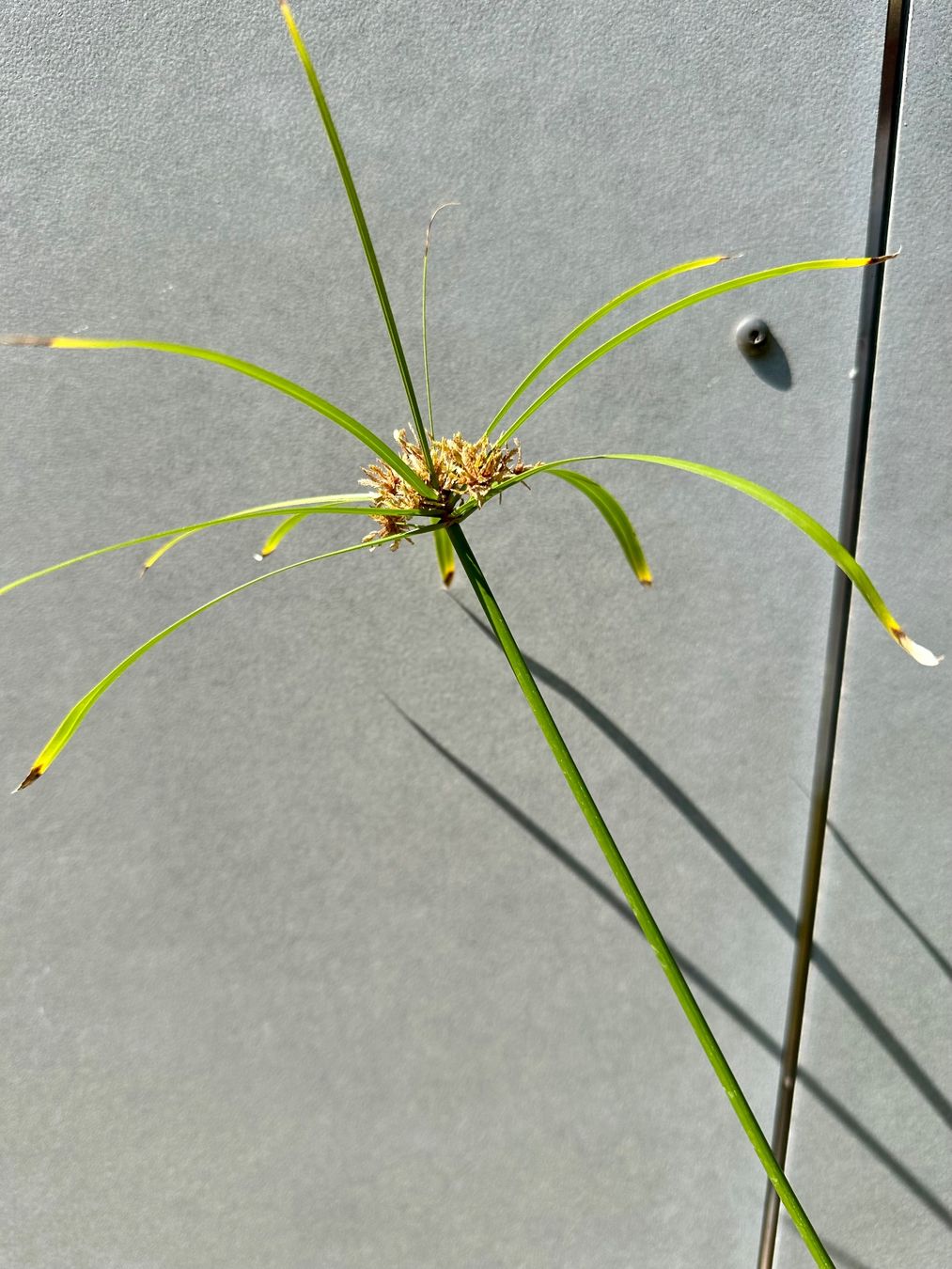 Plantes & graines: PAPYRUS STECKLING – D'occasion à Zürich par NIKI777 4