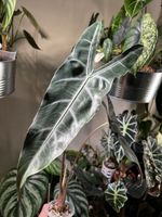 Alocasia Longiloba Lowii rhizome 🪴🌱