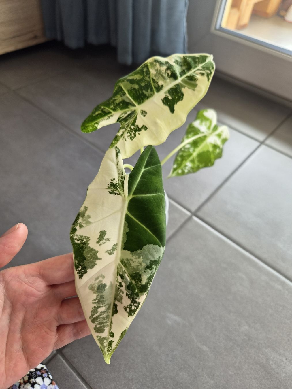 Piante & sementi: Alocasia Frydek variegata – Nuovo e nell'imballaggio originale da Aarburg venduto da lau_jtf8