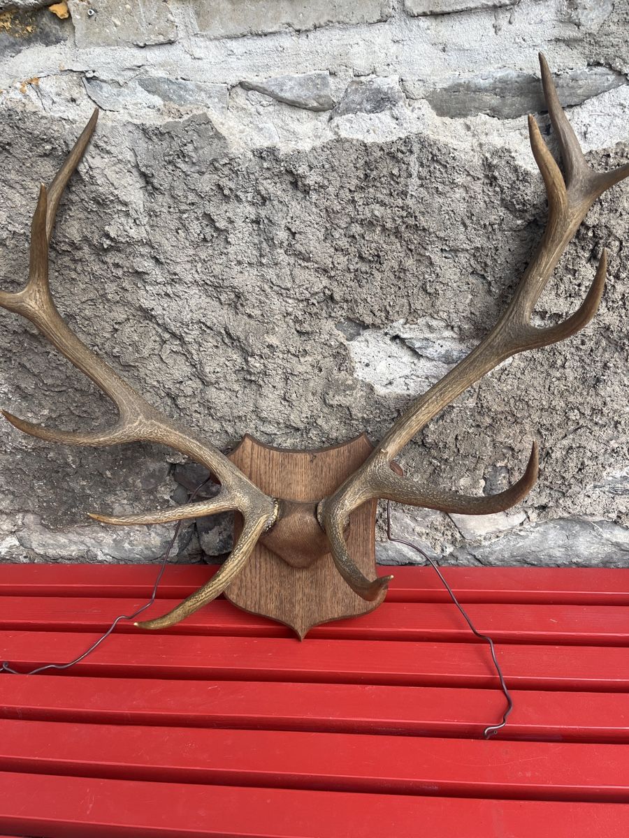 Sonstiges zum Sammeln & Seltenes: Großes Hirschgeweih auf Holzschild - Rustikale Herbstdeko! – Gebraucht aus Brienz BE von hey_z9vg