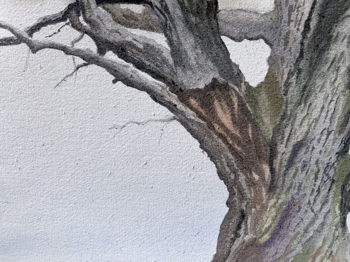 Gemälde: Die alte Eiche. Aquarell 2026. – Neu (gemäss Beschreibung) aus Meggen von My_art_for_you 3