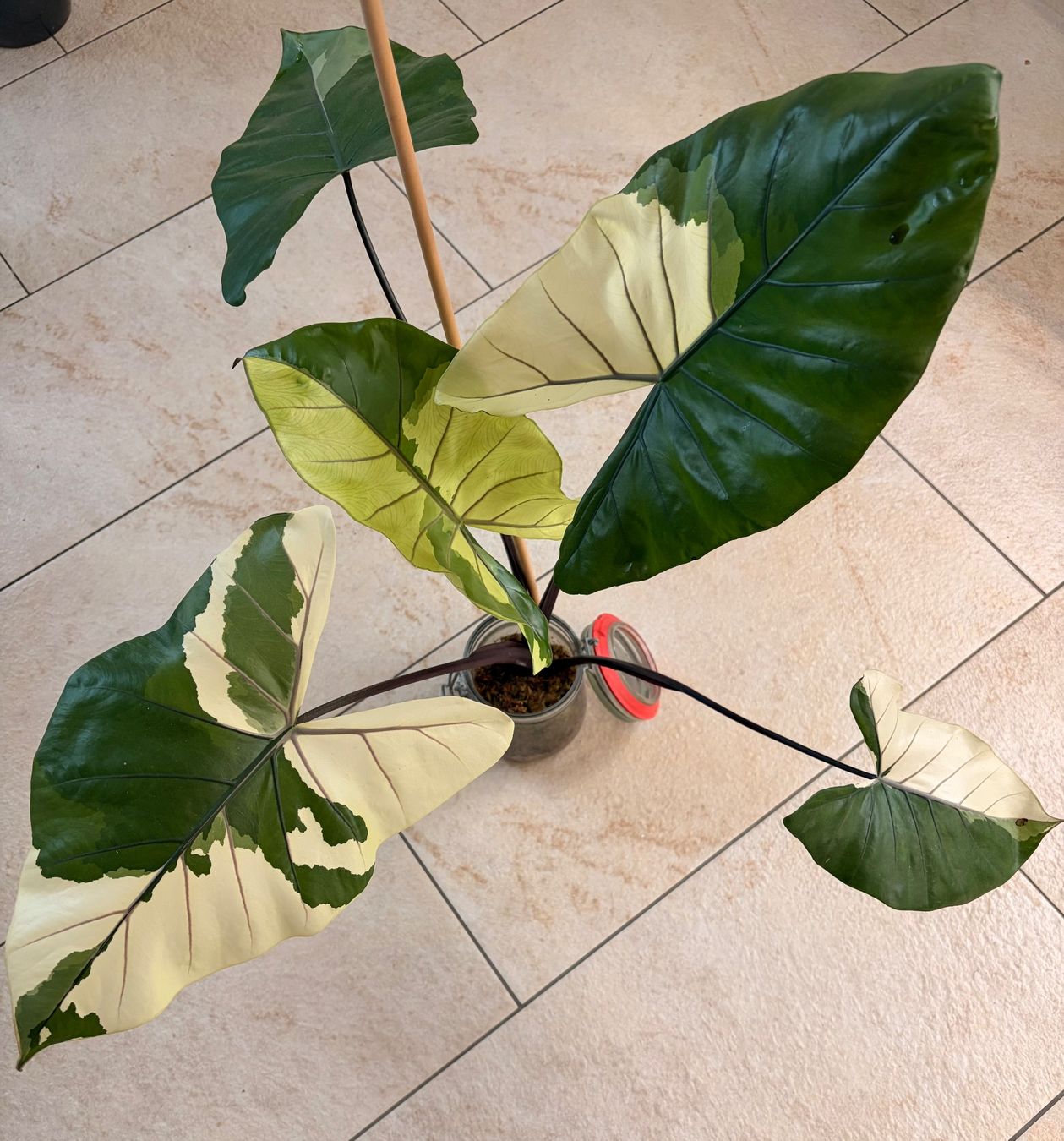 Piante & sementi: Alocasia Black Stem Albo – Nuovo (secondo la descrizione) da Kaiseraugst venduto da dka_b97z 6