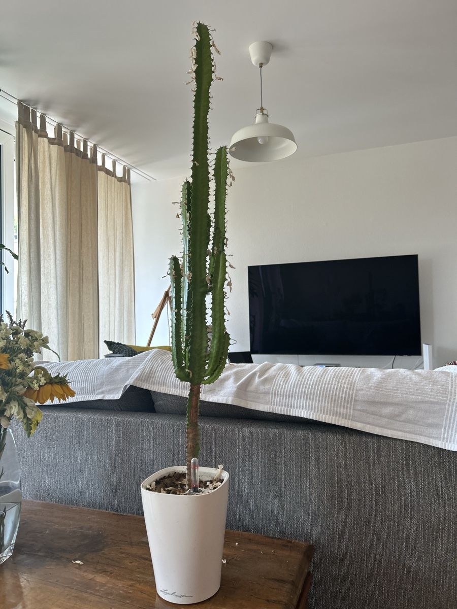 Plantes & graines: Kaktus – D'occasion à Luzern par giv_tmj8