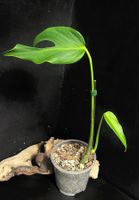🔥MONSTERA BURLE MARX FLAME TOP ROOTS, WHIT NEW LEAF! 🍀