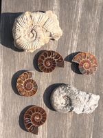 Lot toller Ammonite - Fossilien Muscheln versteinert Ammonit