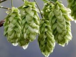 Ab 5.- fr 10 BIO-HOPFENSAMEN 10 GRAINES HOUBLON LUPPOLO HOP