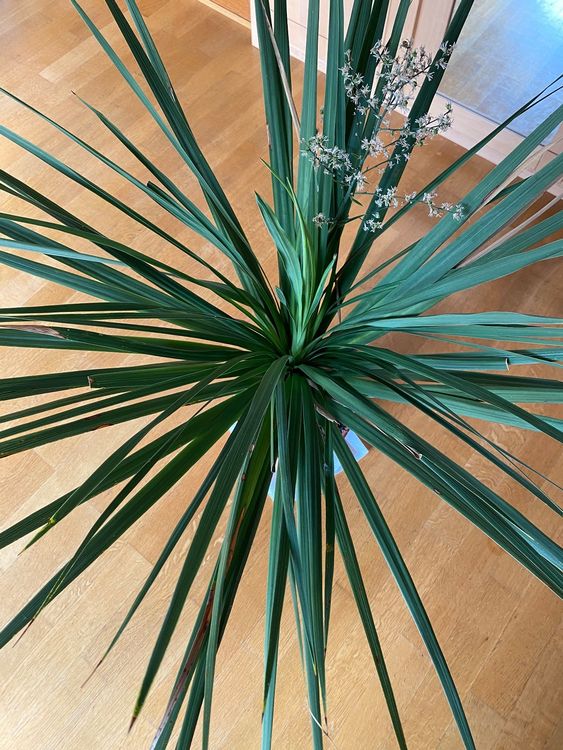 Palme Yucca Palmlilien Art Kübel 93cm Kaufen auf Ricardo