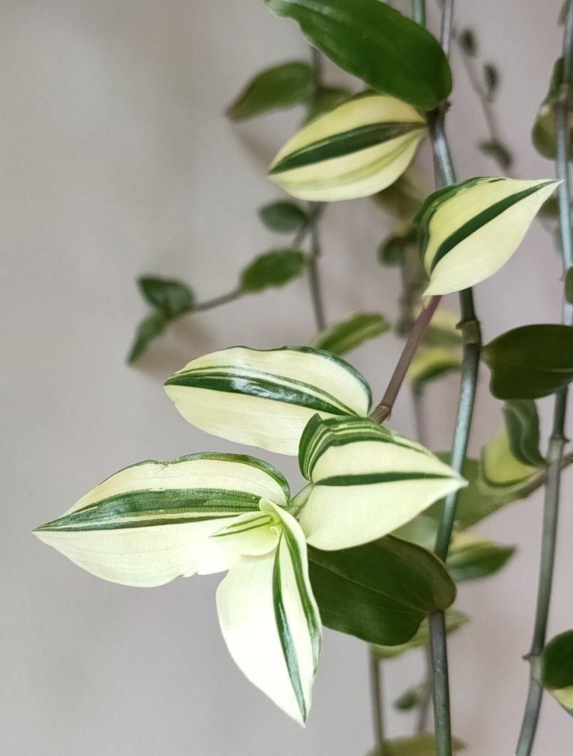 Piante & sementi: Tradescantia fluminensis variegata – Nuovo (secondo la descrizione) da Winterthur venduto da Aniger