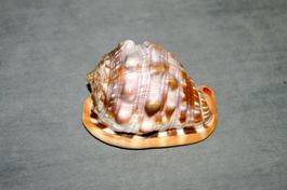 Wunderbare Venusmuschel Cypraecassis rufa