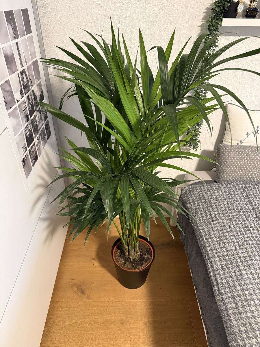 Plantes & graines: Palme Pflanze mit Topf – Neuf (Voir description) à Ennetbürgen par Colin_Flury