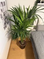 Palme Pflanze mit Topf