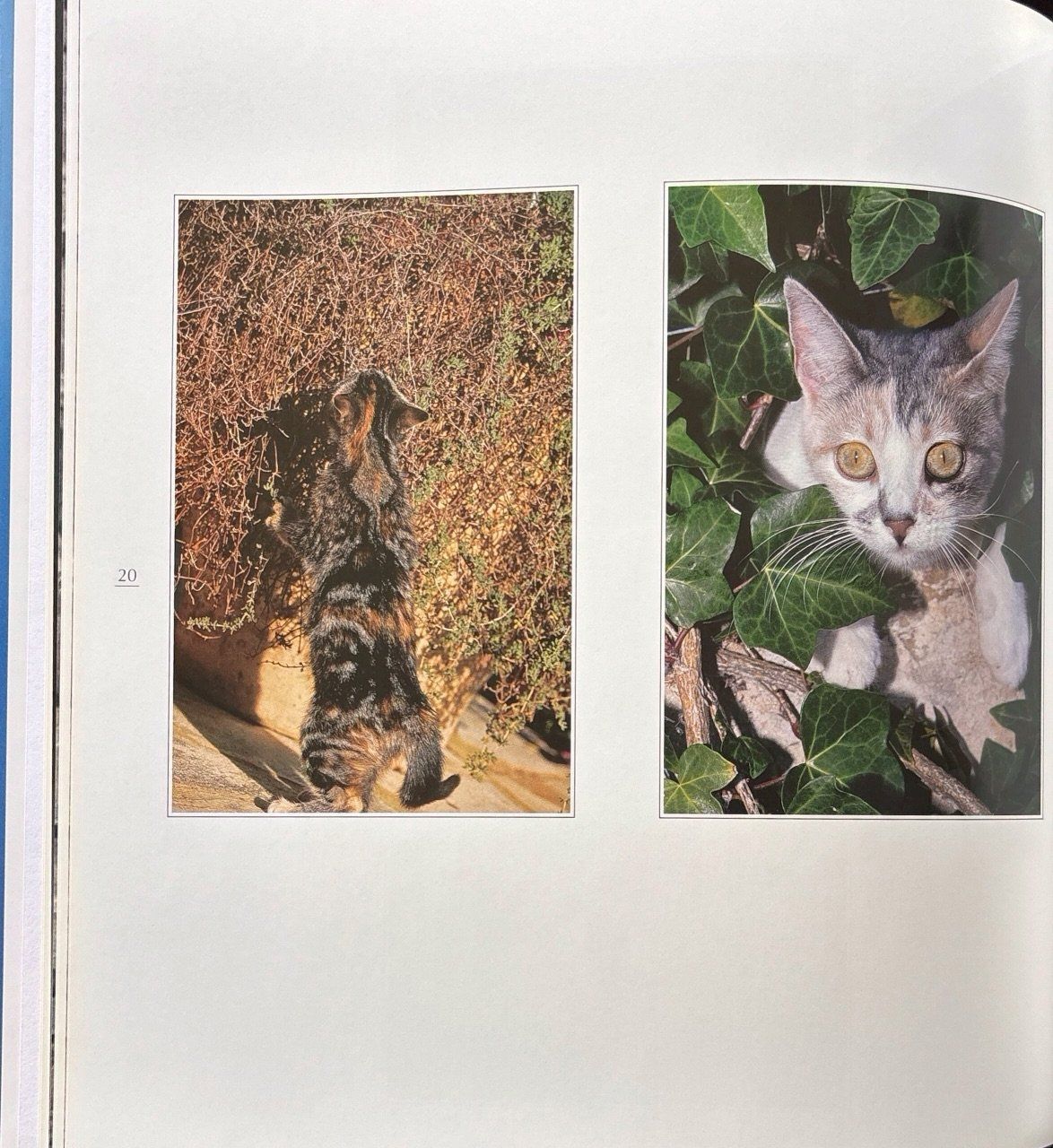 Libri: Sock Marianne, Anmutige Katzen – Nuovo (secondo la descrizione) da Sarnen venduto da Livres 5