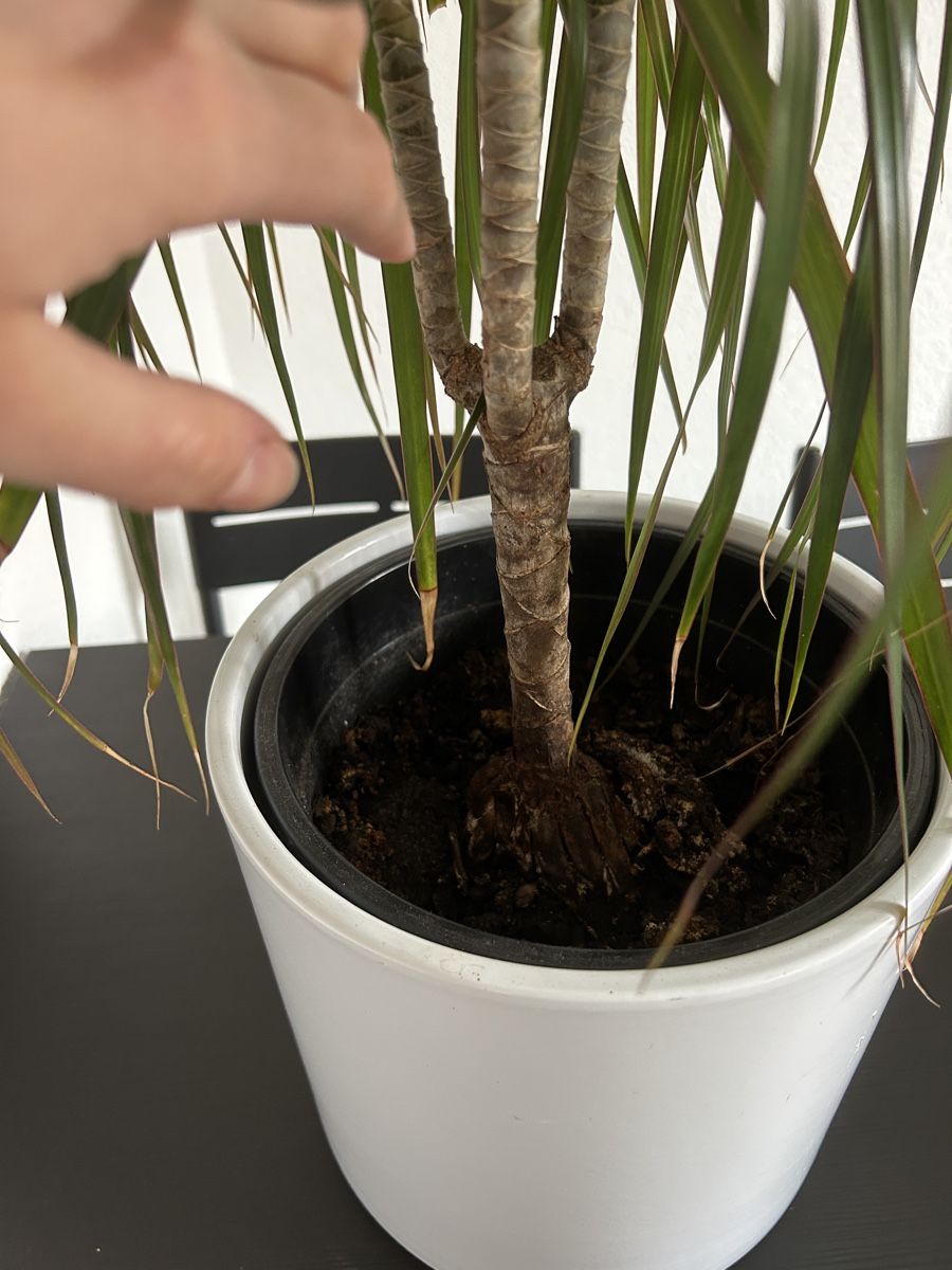 Piante & sementi: Drachenbaum (Dracaena marginata) – Usato da Bern venduto da lisuuu 2