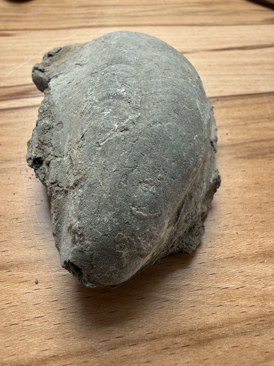 Fossilien: Versteinerte Auster – Gebraucht aus Grenchen von Bastet007 4
