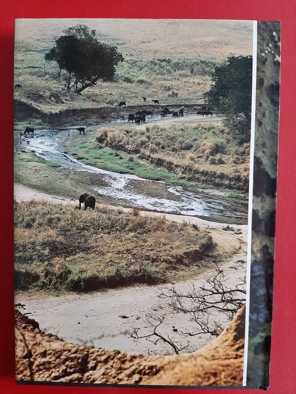 Libri: zoo ostafrika  /diverses – Usato da Laupen BE venduto da Gufi57 1