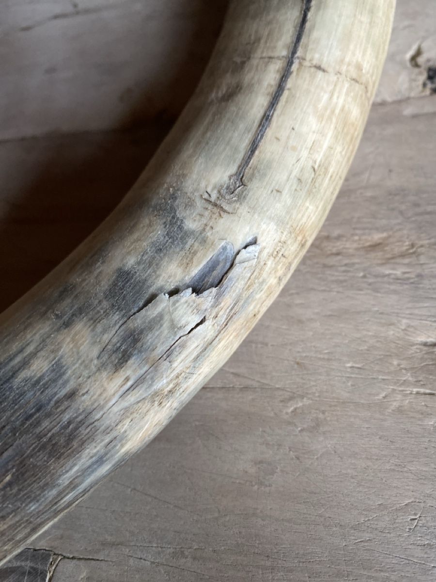 Tutte le decorazioni: Grosser Deko Stierhorn, echtes Horn, – Usato da Amden venduto da stewa03 1