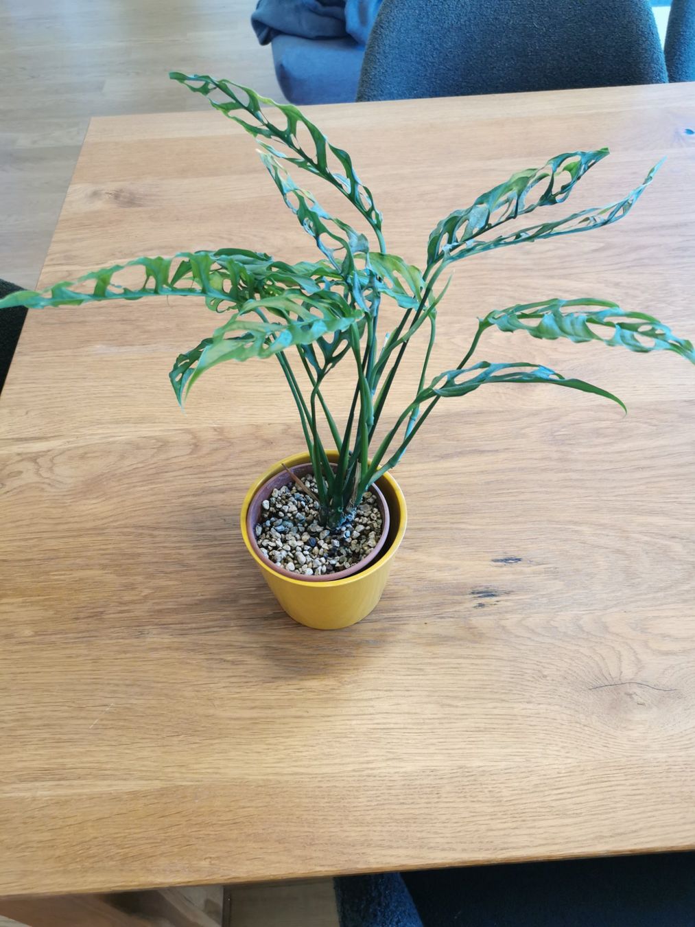 Piante & sementi: Monstera Obliqua Peru – Usato da Malters venduto da frlm 1