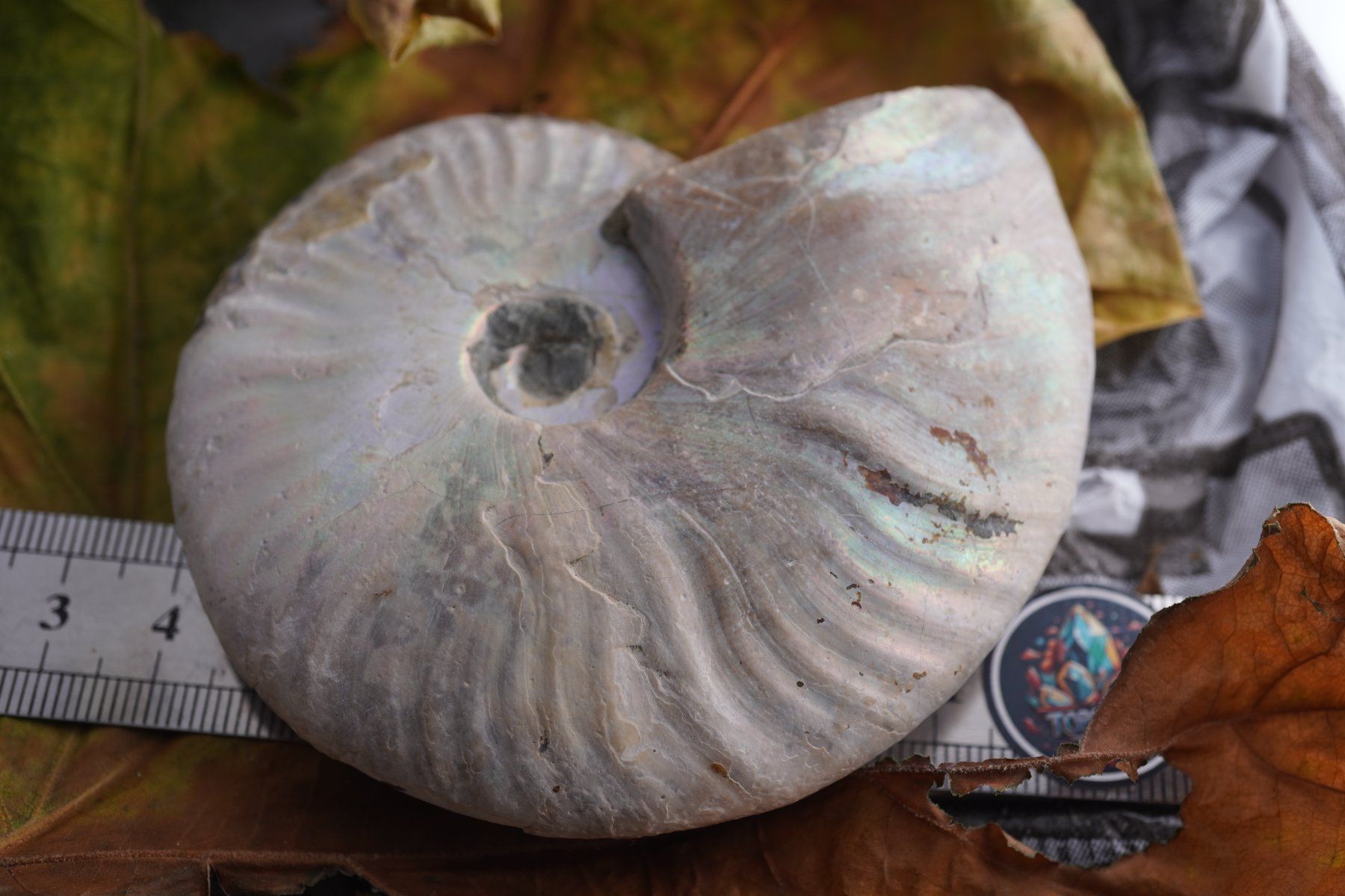 Mineralien & Heilsteine: Ammonit  Opalisiert   Wunderschön  ca  90mm – Neu und originalverpackt aus Eschenbach SG von topstone 5