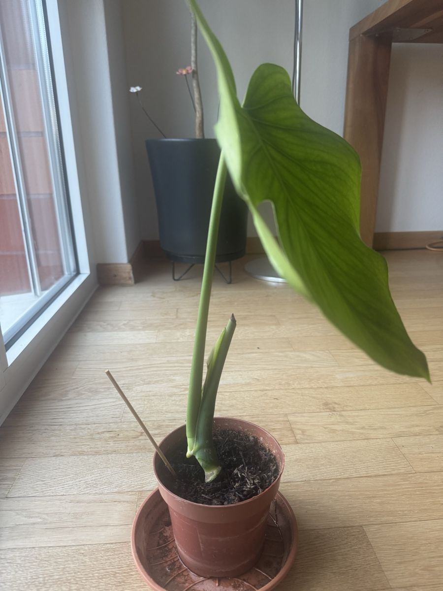 Piante & sementi: Monstera Deliciosa, Zimmerpflanze – Usato da Zug venduto da arlettek_ 2