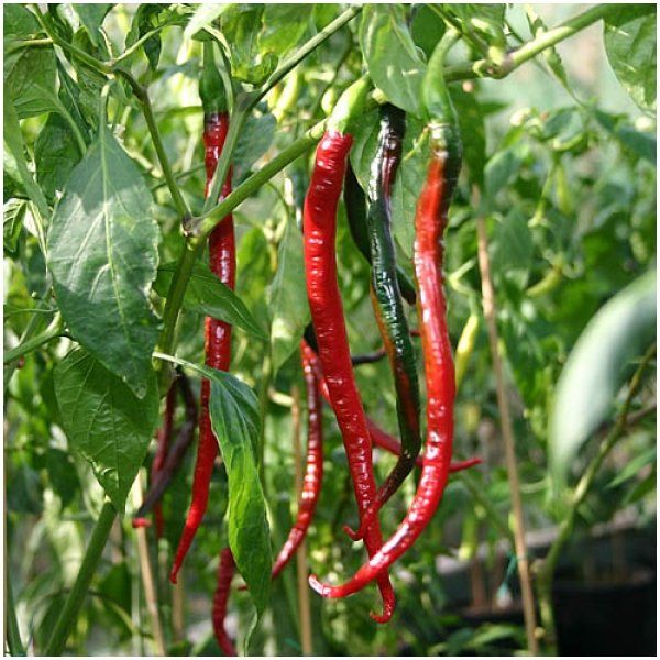 Piante & sementi: PIMENT Joe's long cayenne   5g – Nuovo (secondo la descrizione) da Bremblens venduto da FIBONACCI369 1