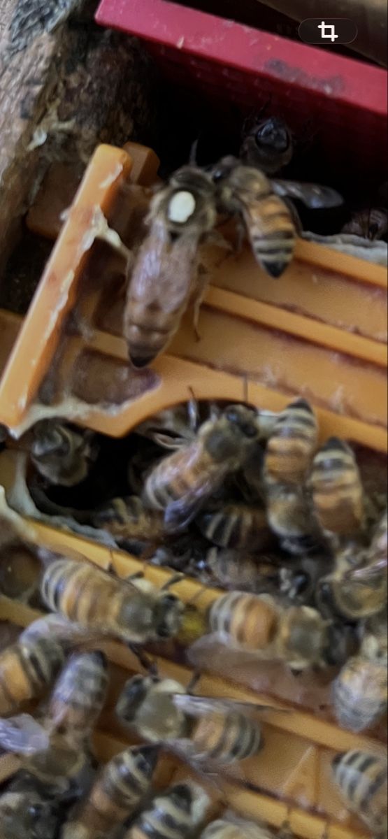 Alveari: Bienenkönigin Buckfast – Nuovo e nell'imballaggio originale da Wolhusen venduto da pfb_qv2r 1