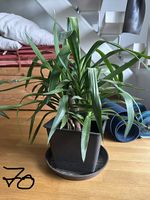 Yucca Palme - 70 cm