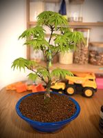 Acer Palmatum Bonsai