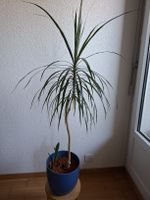 Dracaena in blauem Übertopf mit Babys Sansevieria