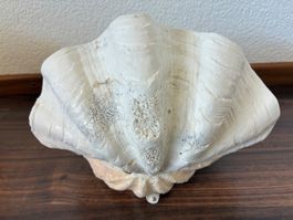 Muschel B13,5cm, L21,5cm, H 18,5cm, 1361g