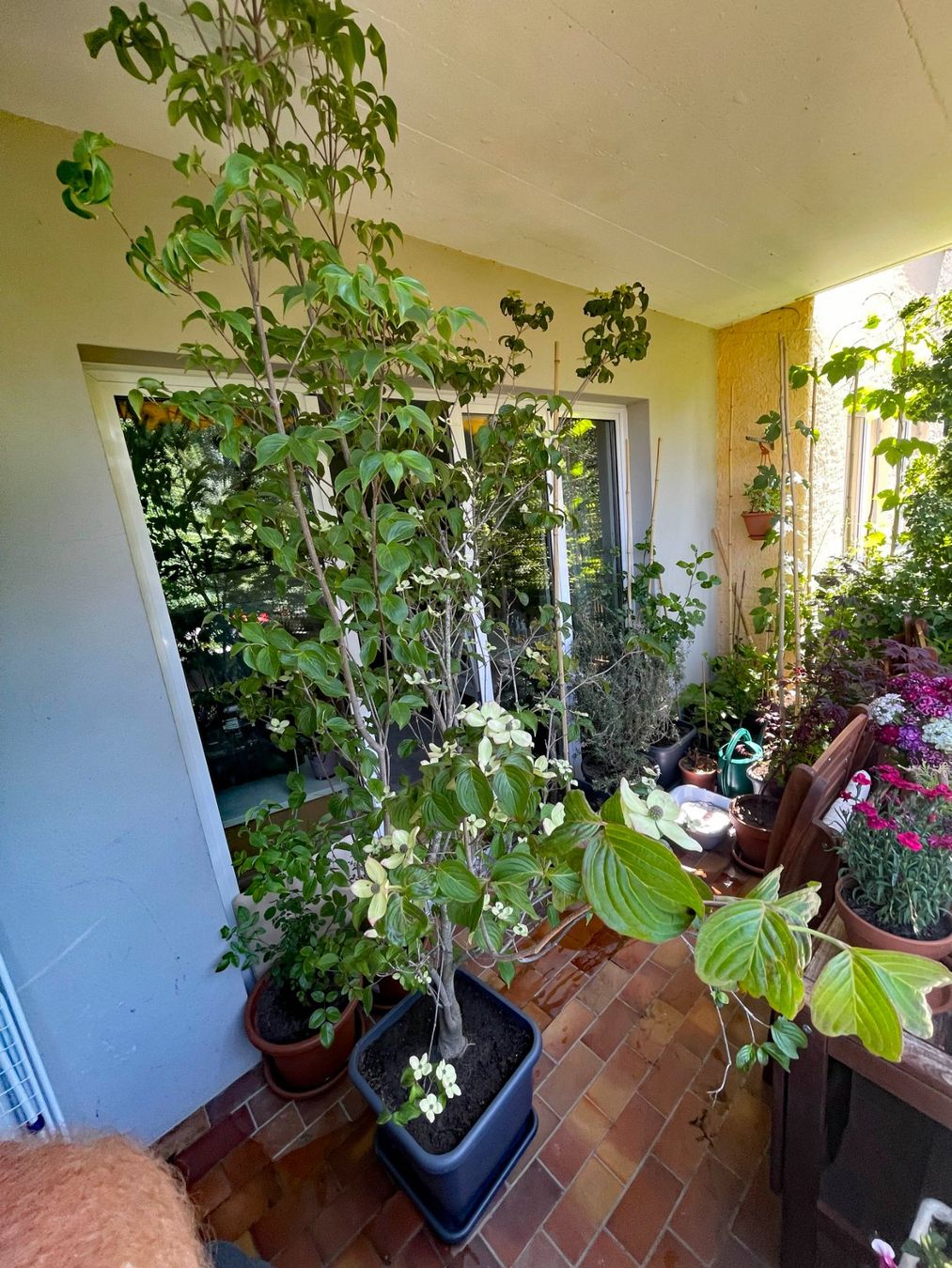 Pflanzen & Samen: Cornus Busch – Gebraucht aus Thun von Villawisteria 3
