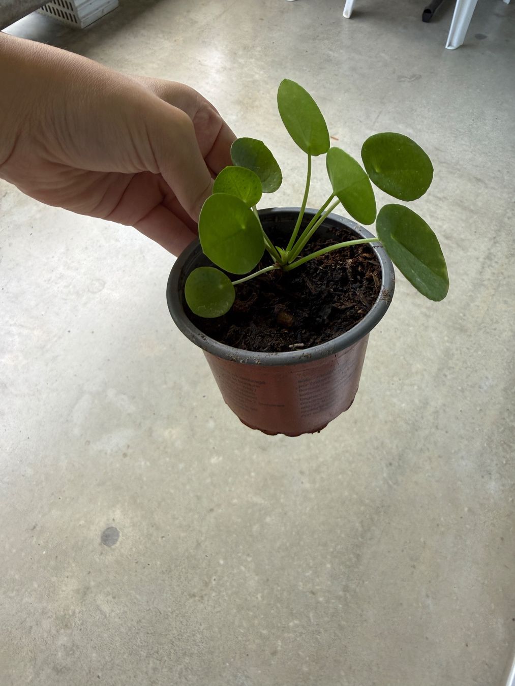 Piante & sementi: Pilea Pflanze – Usato da Bern venduto da Wil.Wayne 2