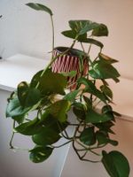 Efeutute Epipremnum aureum, sehr gesund  und pflegeleicht