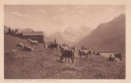 Landwirtschaft Clavadel Davos Kuhherde auf Clavadeler Alp