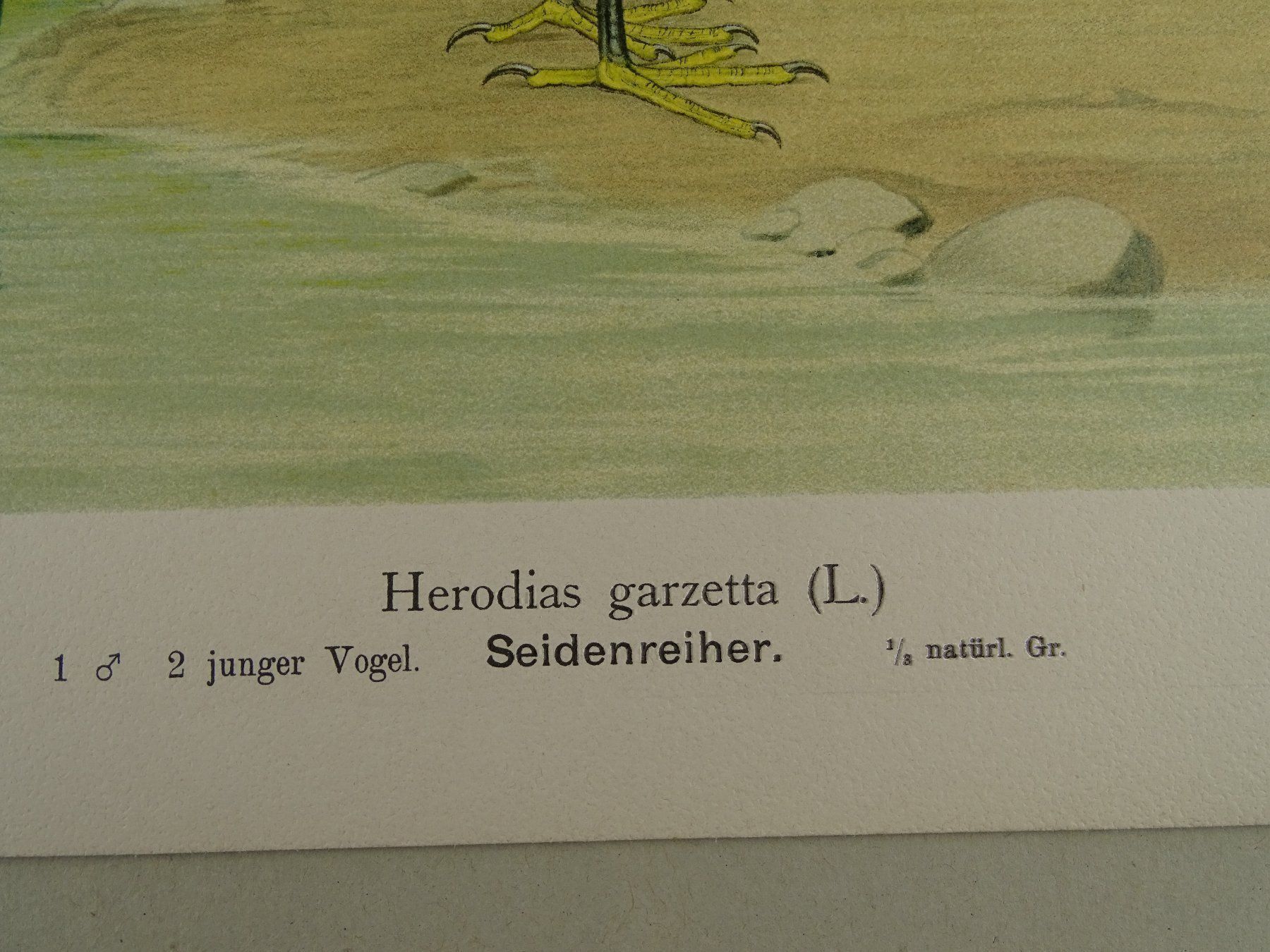 Grafica & Litografie: SEIDENREIHER, CHROMOLITHOGRAPHIE UM 1900 – Usato da Grüningen venduto da Kartensammler 6