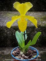 Paphiopedilum San-Actaeus - Frauenschuh-Orchidee